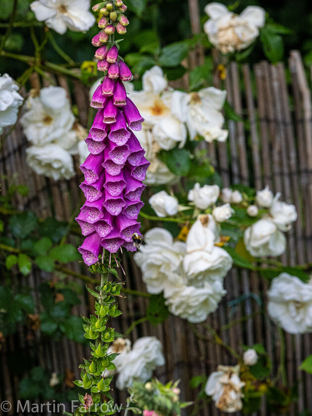 6103371 
 Keywords: Chandlers Ford, Hampshire, Leven Close, garden, outdoors, summer