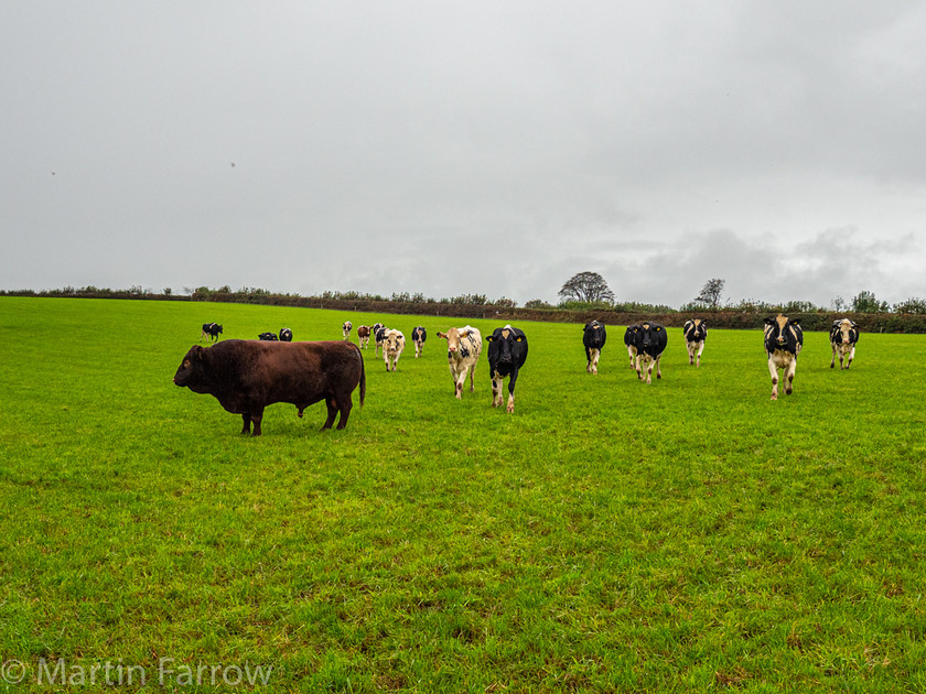 9302464 
 OLYMPUS DIGITAL CAMERA 
 Keywords: Cornwall, Liskeard, autumn, countryside, rain, walk