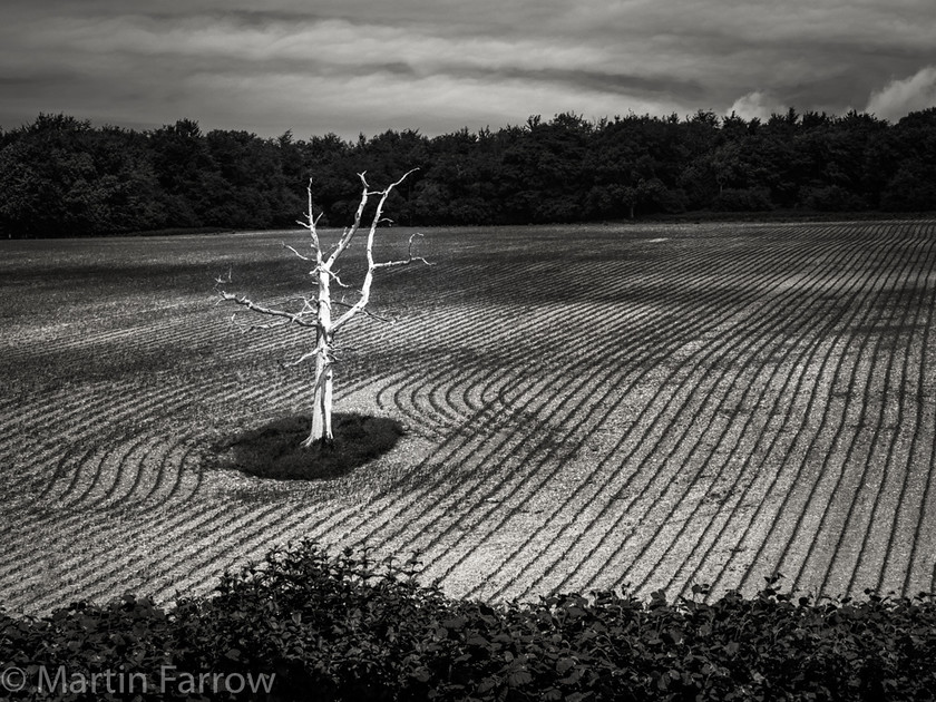 Stark-Tree 
 Stark, dead tree in newly sewn field with lines of crop,monochrome 
 Keywords: Cocking Hill, Sussex, countryside, crop, dead, field, landscape, lines, monochrome, skeletal, spring, stark, tree