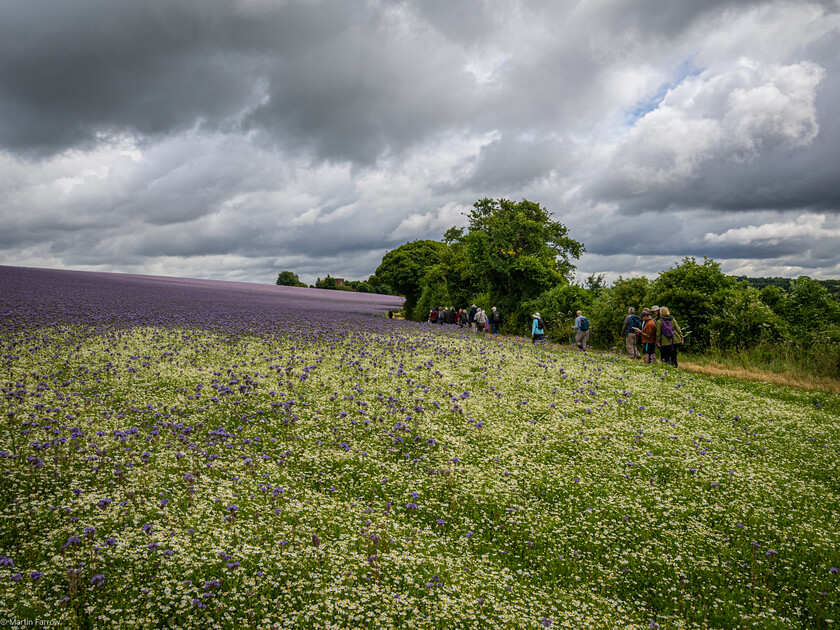 7067191 
 Keywords: 70th anniversary, Celebration, Cheriton, Flowr Pots, Ramblers, countryside, outdoors, party, summer, walk