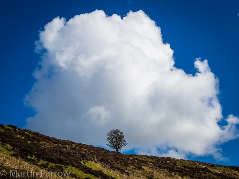 Tree-and-Cloud 
 Lone tree in front of biw fluffy white cloud 
 Keywords: Long Mynd, Shropshire, blue sky, cloud, hills, landscape, lone, spring, tree, trees