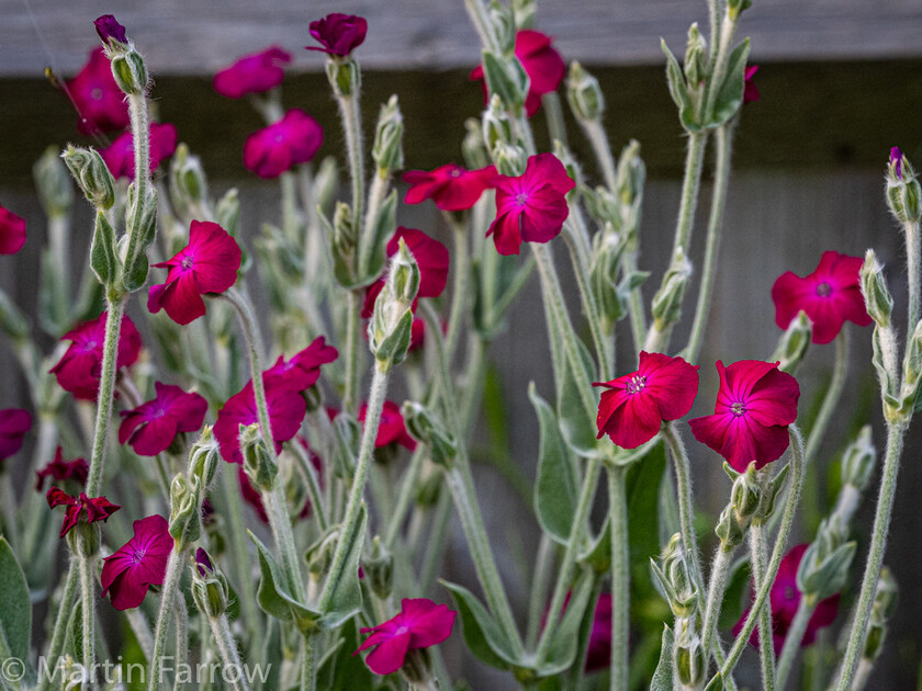 6103376 
 Keywords: Chandlers Ford, Hampshire, Leven Close, garden, outdoors, summer