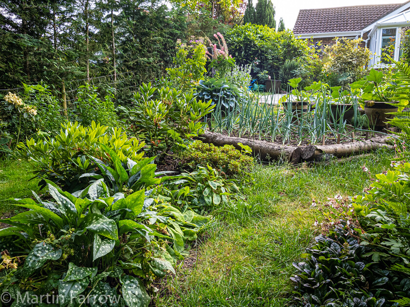 6103340 
 Keywords: Chandlers Ford, Hampshire, Leven Close, garden, outdoors, summer