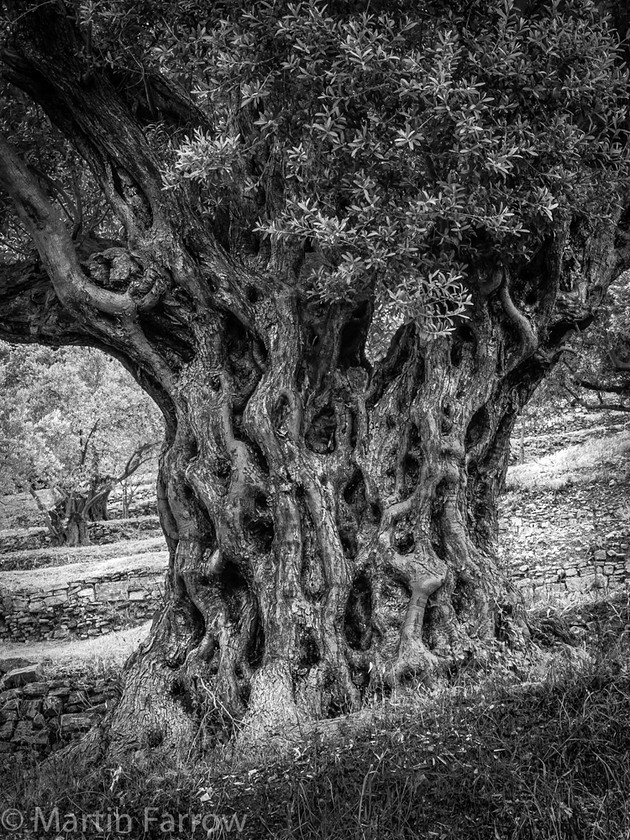 Old-Olive-Tree 
 Very old olive tree with gnarled trunk 
 Keywords: Greece, Samos, gnarled, grove, monochrome, old, olive tree, texture, tree