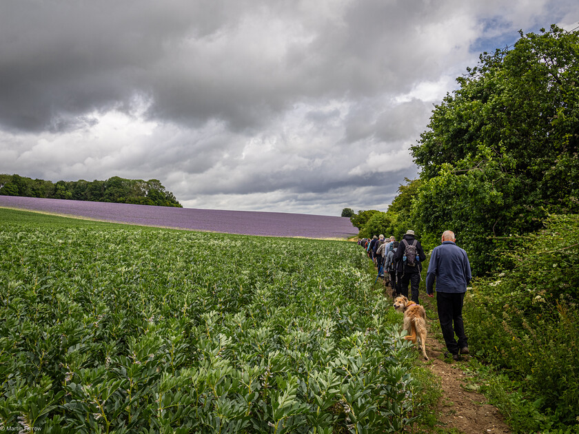 7067189 
 Keywords: 70th anniversary, Celebration, Cheriton, Flowr Pots, Ramblers, countryside, outdoors, party, summer, walk