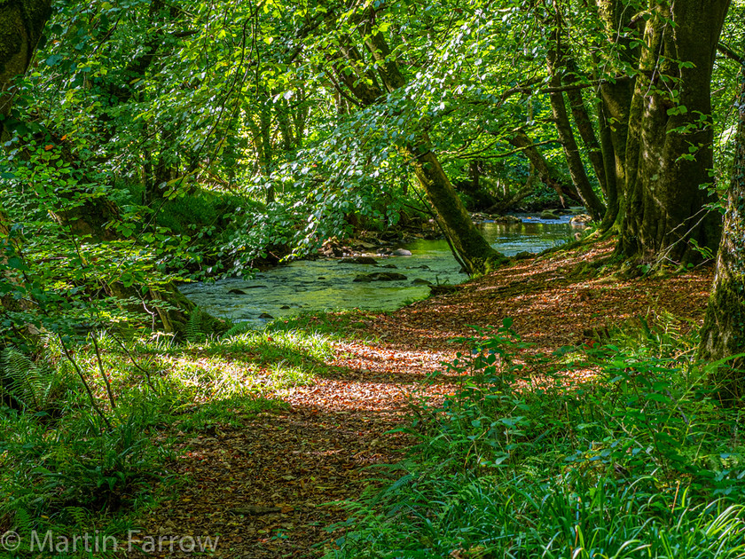 9262193 
 OLYMPUS DIGITAL CAMERA 
 Keywords: Cornwall, Liskeard, St Neot, Two Valleys Walk, autumn