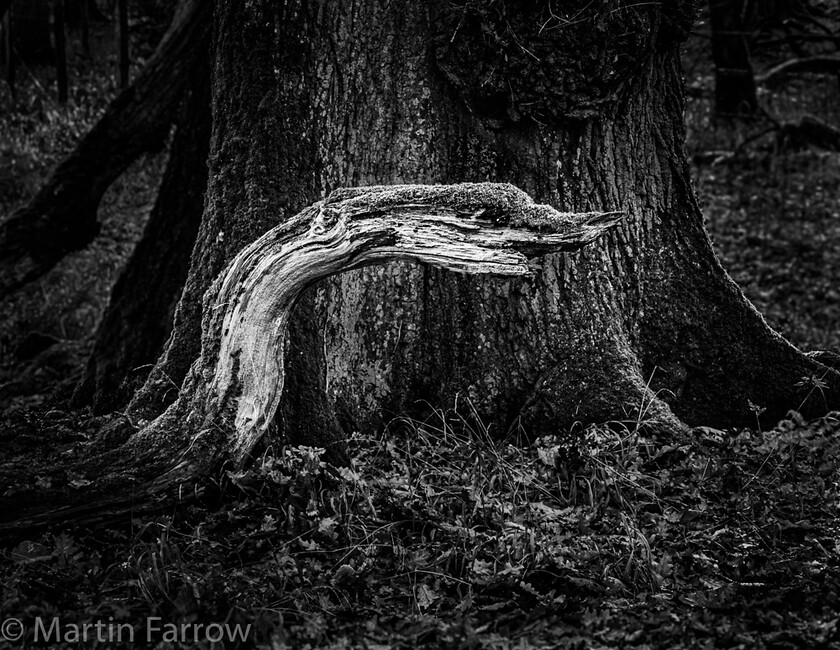 Woodland-Creature 
 Keywords: Cuckoo pub, Hampworth, New Forest, Wiltshire, autumn, outdoors, trees, walk, woods