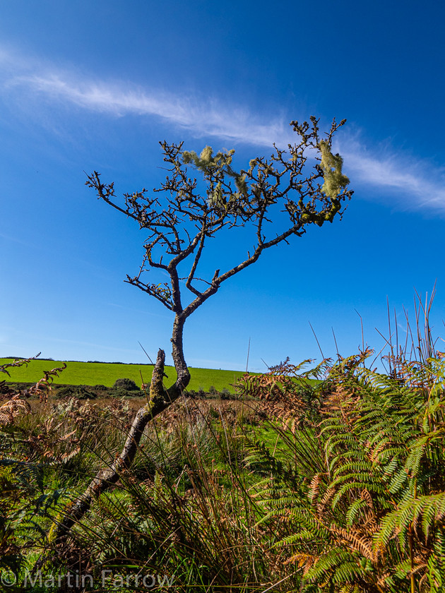 9272267 
 OLYMPUS DIGITAL CAMERA 
 Keywords: Bodmin Moor, Cheesewrings, Cornwall, Liskeard, autumn, sun