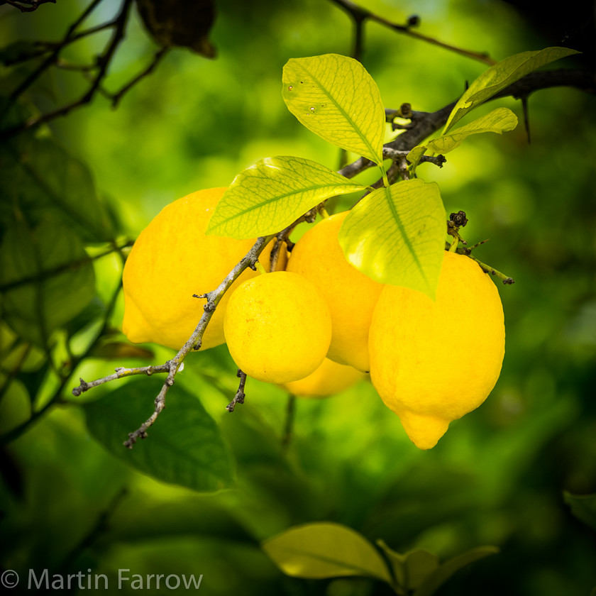 Lemons 
 Ripe lemons in tree 
 Keywords: Greece, Stoupa, spring, tree, lemons,ripe,pick,yellow,harvest,crop,fruit,tangy