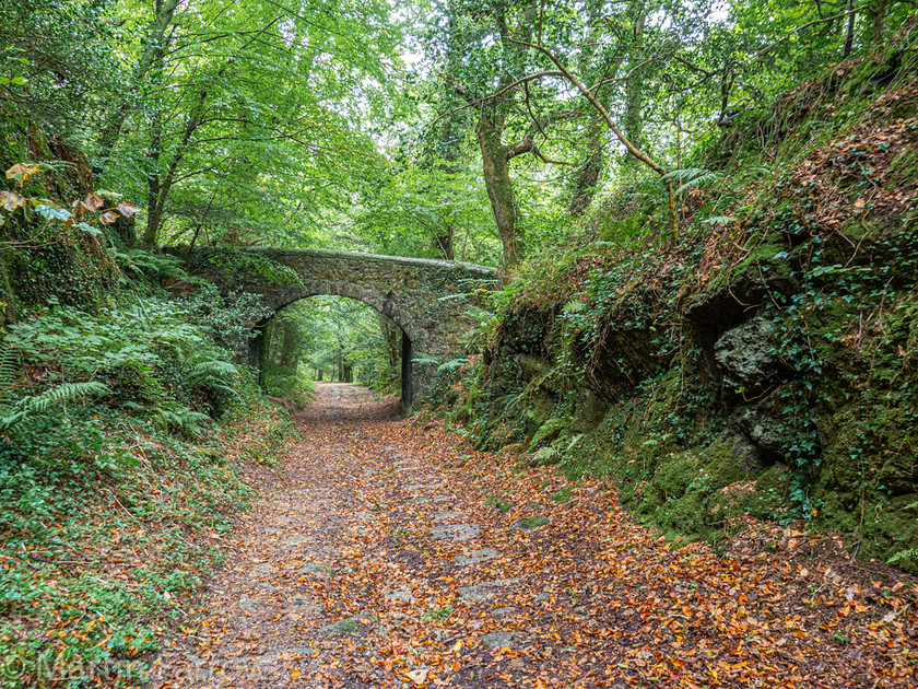 9282272 
 OLYMPUS DIGITAL CAMERA 
 Keywords: Cornwall, Liskeard, Luxulian Valley, autumn, green, shade, wooded, works