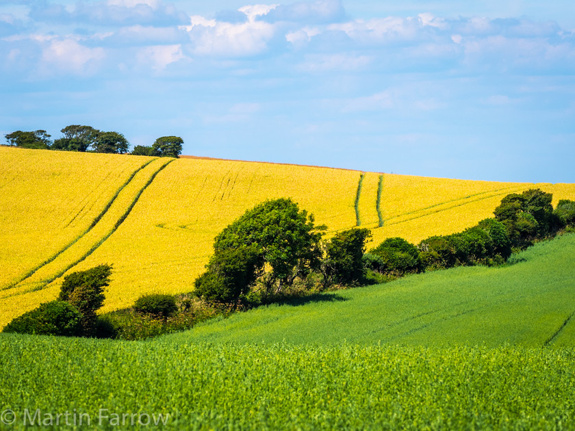 Summer-Colours 
 Green and yellow field with diagonal hedgerow between, with blue sky 
 Keywords: blue, coast to coast, counteyside, crop, fields, green, hedge, outdoor, sdiagonal, summer, trees, uyellow