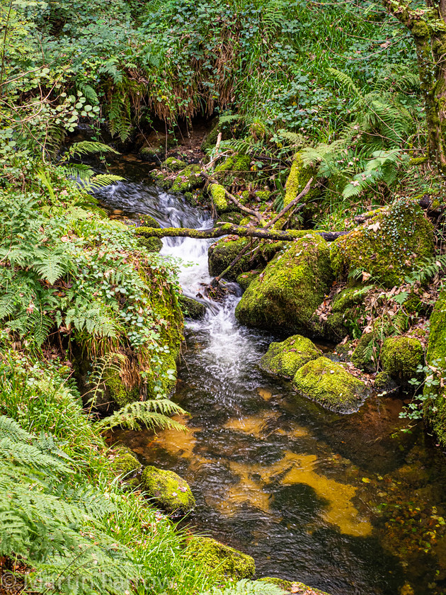 9262184 
 OLYMPUS DIGITAL CAMERA 
 Keywords: Cornwall, Liskeard, St Neot, Two Valleys Walk, autumn