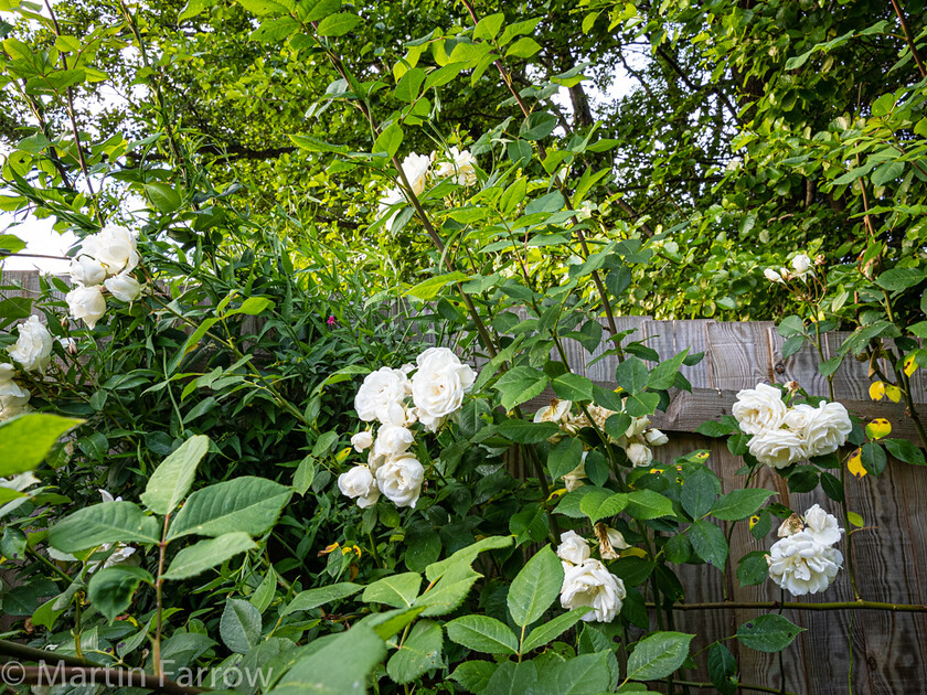 6103331 
 Keywords: Chandlers Ford, Hampshire, Leven Close, garden, outdoors, summer