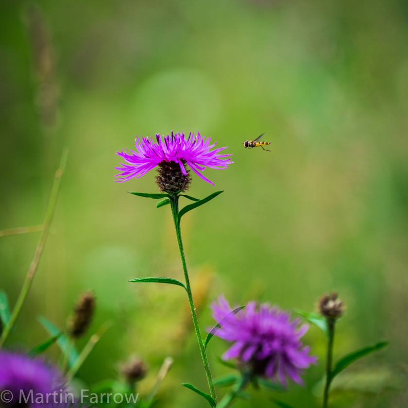 Approach 
 Yellow hover fly approaches purple flower in wild flower meadow 
 Keywords: approach, coast to coast, counteyside, flowers, flying, hover, lone, meadow, natural, outdoor, pulple, summer, wild, yellow