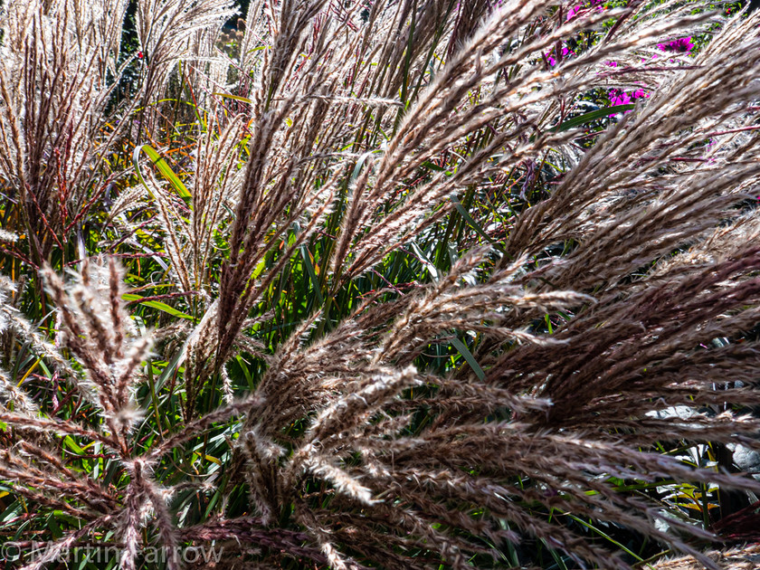 1100851 
 Keywords: Cornwall, Devon, Liskeard, RHS, The Garden House, autumn, gardens, sun