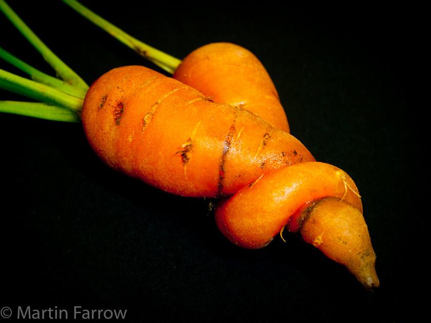 Amorous 
 two carrots wrapped around each other 
 Keywords: Carrots, Food, strange food, twisted,carrot,fresh,two,entwined,twisted,wrapped,loving,amorous