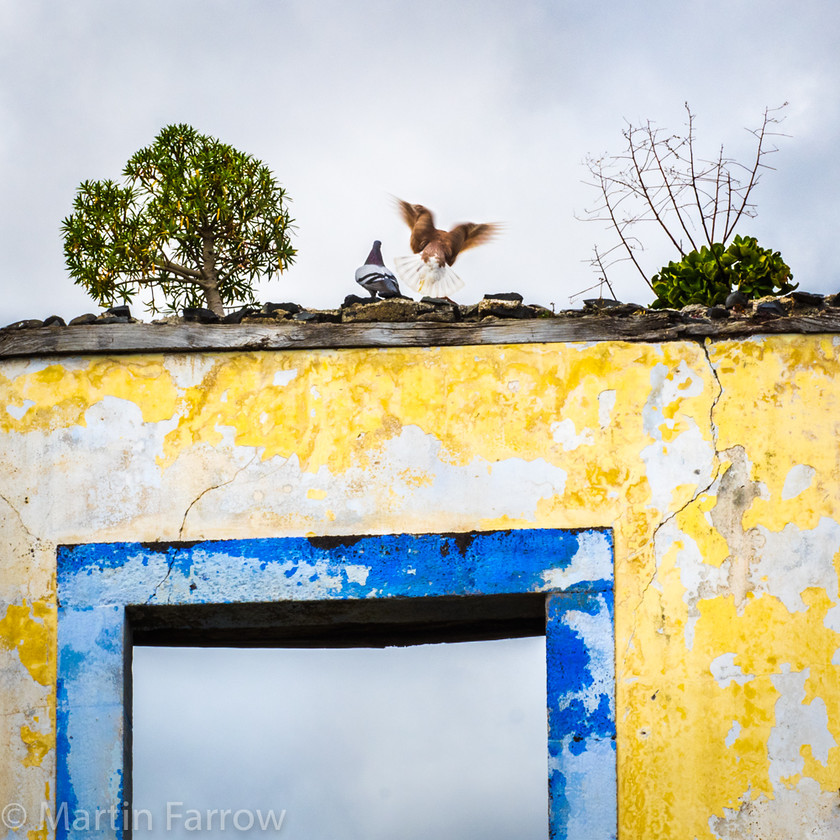 Repurposed 
 Derelict buildong with pidgeons and plants taking over 
 Keywords: Crackerjax, January, Madeira, blue, building, decay, derelict, door, island, pidgeon, plants, winter, yellow