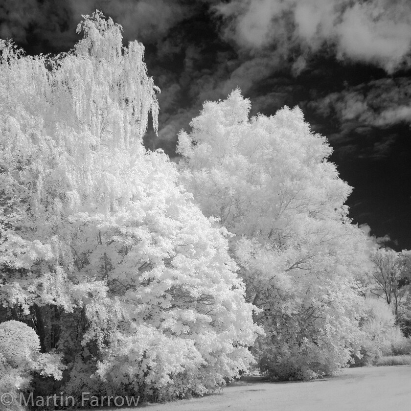 Glowing-Trees 
 OLYMPUS DIGITAL CAMERA 
 Keywords: Ampfield, Hampshire, countryside, infra red, monochrome, summer, sun, walk