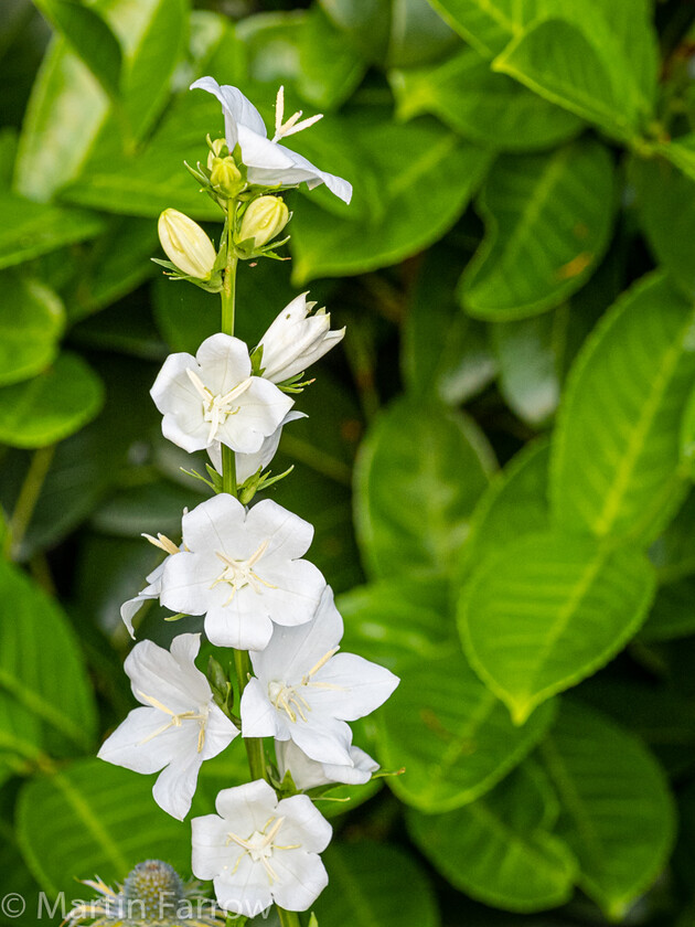 6103360 
 Keywords: Chandlers Ford, Hampshire, Leven Close, garden, outdoors, summer