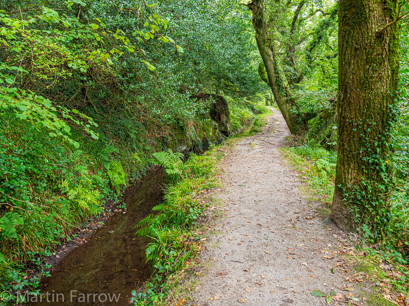 9282299 
 OLYMPUS DIGITAL CAMERA 
 Keywords: Cornwall, Liskeard, Luxulian Valley, autumn, green, shade, wooded, works