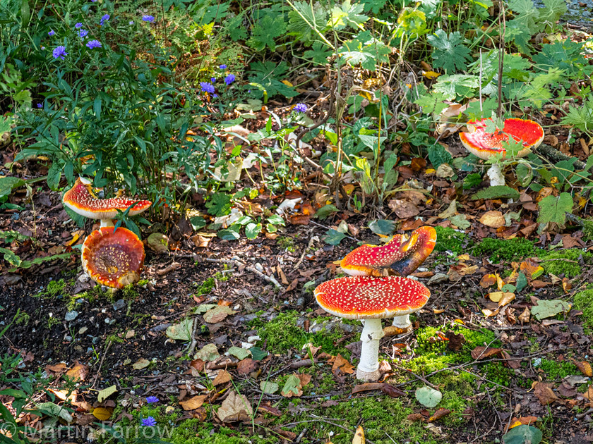 1100886 
 Keywords: Cornwall, Devon, Liskeard, RHS, The Garden House, autumn, gardens, sun