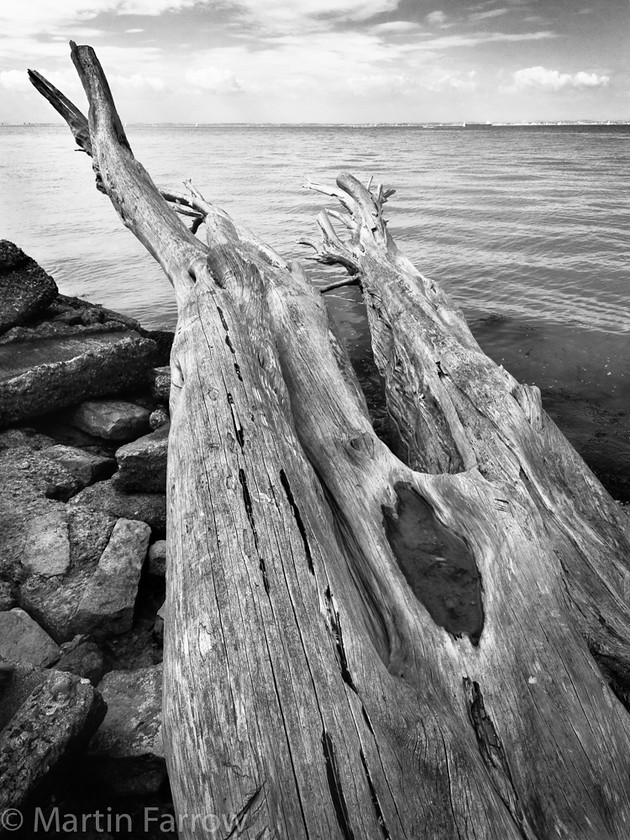 Sea-Trunk 
 Fallen tree trunk on shore 
 Keywords: Beeches, sea, trees,ocean,water,shore,rocks,fallen,dead,weathered