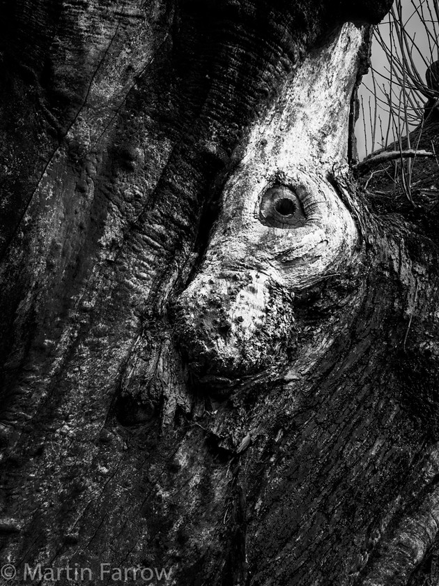 Tree-Rabbit 
 Rabbit head in bark of tree 
 Keywords: Hampshire, countryside, tree,rabbit,image,face,bark