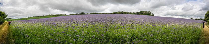 7067204-Pano-0002 
 Keywords: 70th anniversary, Celebration, Cheriton, Flowr Pots, Ramblers, countryside, outdoors, party, summer, walk