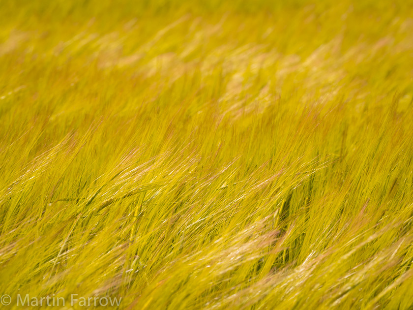 Blowing-in-the-Breeze 
 Barley crop blowing in the wind 
 Keywords: Cocking Hill, Sussex, barley, blowing, countryside, crop, field, golden, landscape, spring, waes, wind