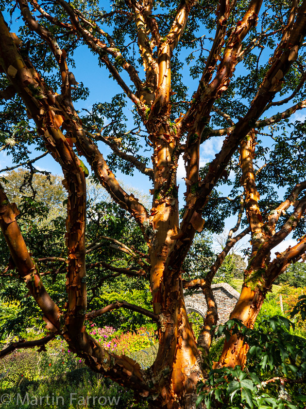 1100838 
 Keywords: Cornwall, Devon, Liskeard, RHS, The Garden House, autumn, gardens, sun