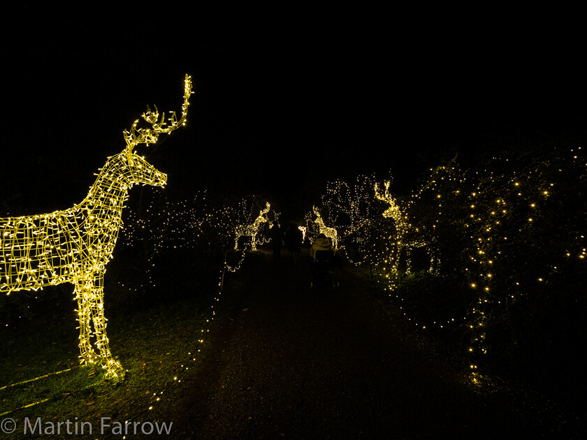 C171689 
 Keywords: Christmas, Hilliers gardens, lights, night, show, winter