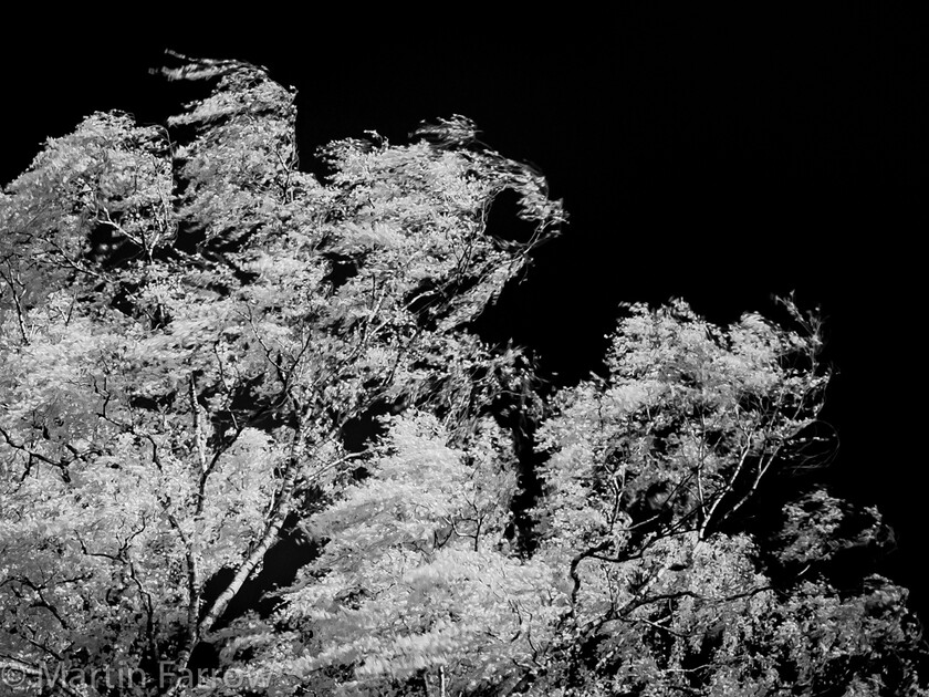 Blowing-in-the-Wind 
 OLYMPUS DIGITAL CAMERA 
 Keywords: Chandlers Ford, Hampshire, Leven Close, garden, infra red, rain, showers, summer, tree